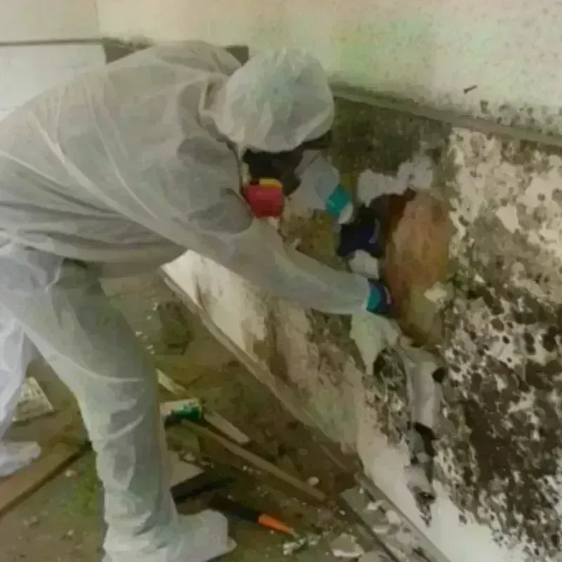 Mold Remediation and Removal in McQueeney, TX